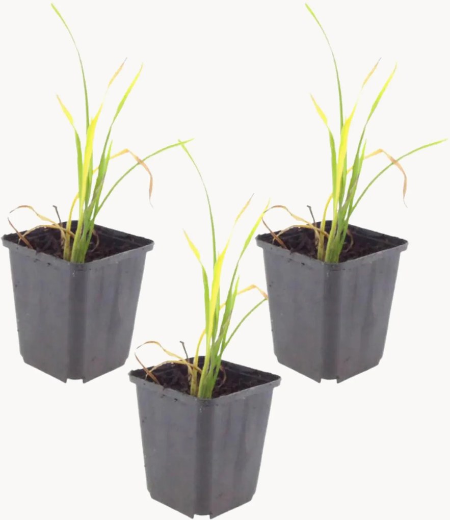Set di 3 piante vere Daylily Hemerocallis Stella de Oro