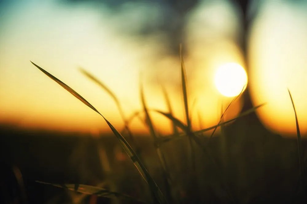 Carta da parati – Tramonto sull'erba