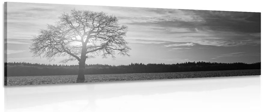 Stampa su tela – Albero solitario in bianco e nero