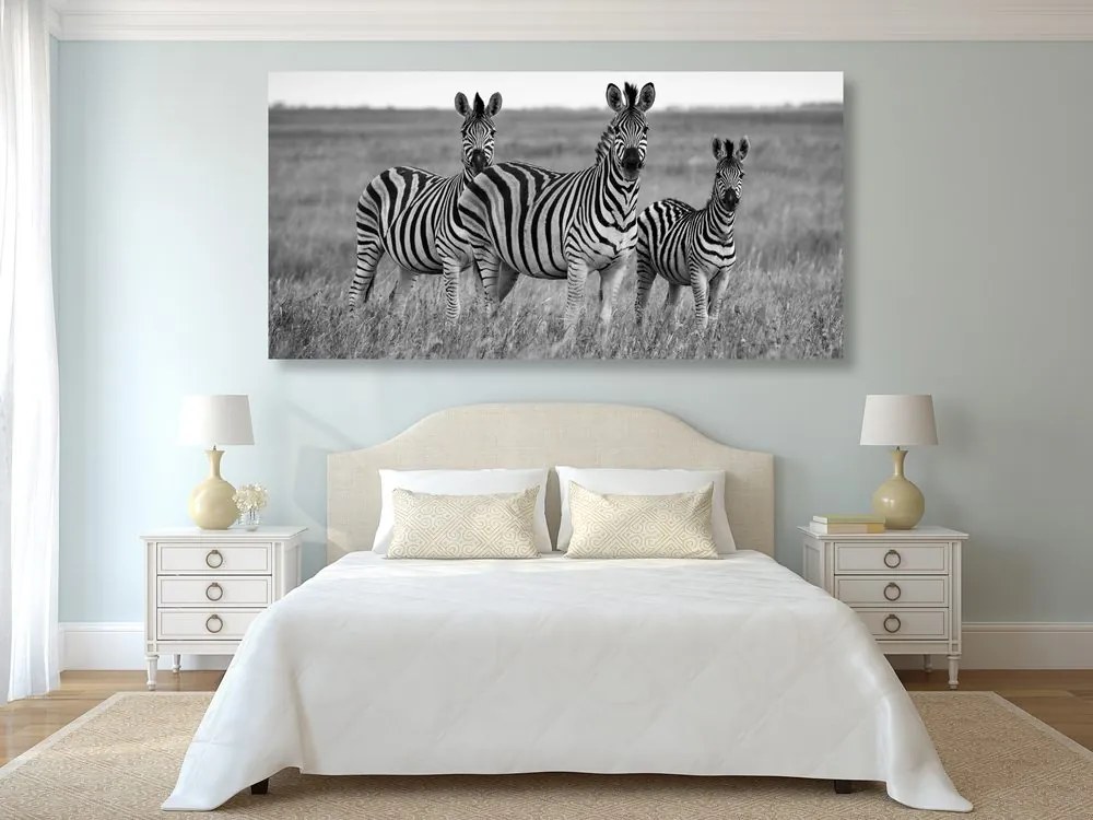 Quadro su tela – Tre zebre nella savana in bianco e nero