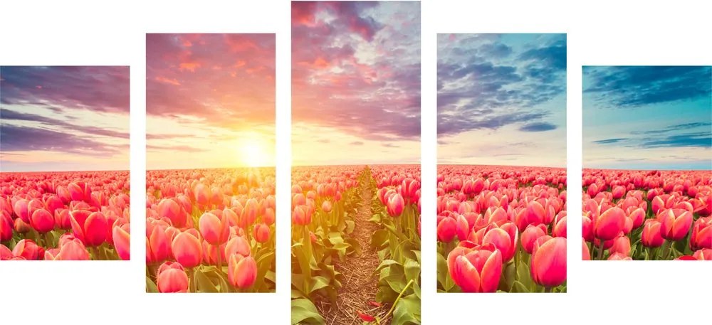 Quadri 5 pezzi – Alba su un campo di tulipani