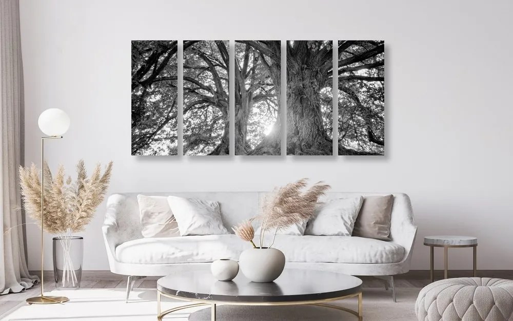 Quadri 5 pezzi – Alberi maestosi in bianco e nero
