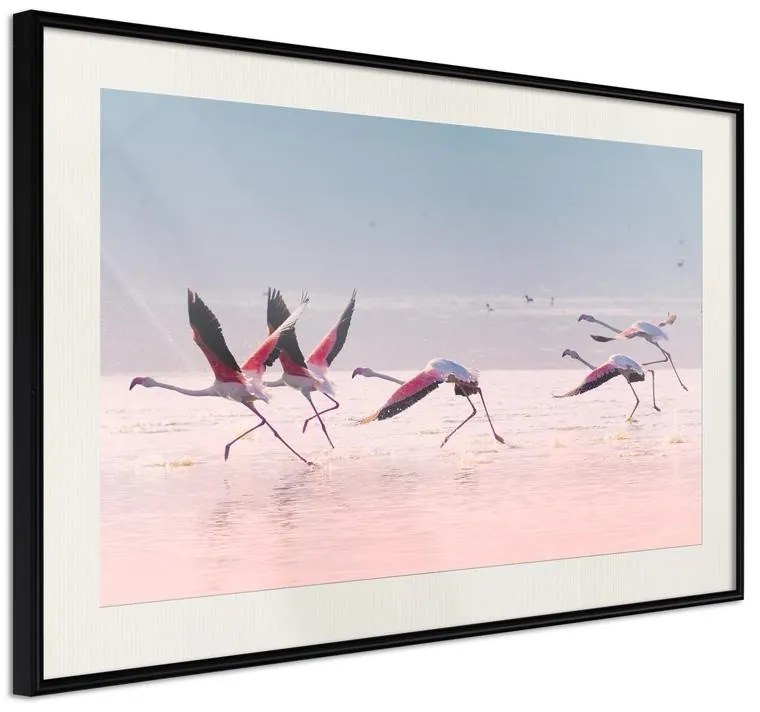 Poster  Flamingos Breaking into a Flight  Cornice Quadri Cornice nera con pass-partout, Larghezza x Altezza Home decor 60x40