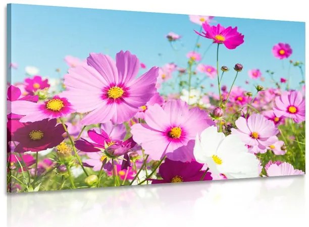 Quadro su tela – Prato di fiori primaverili