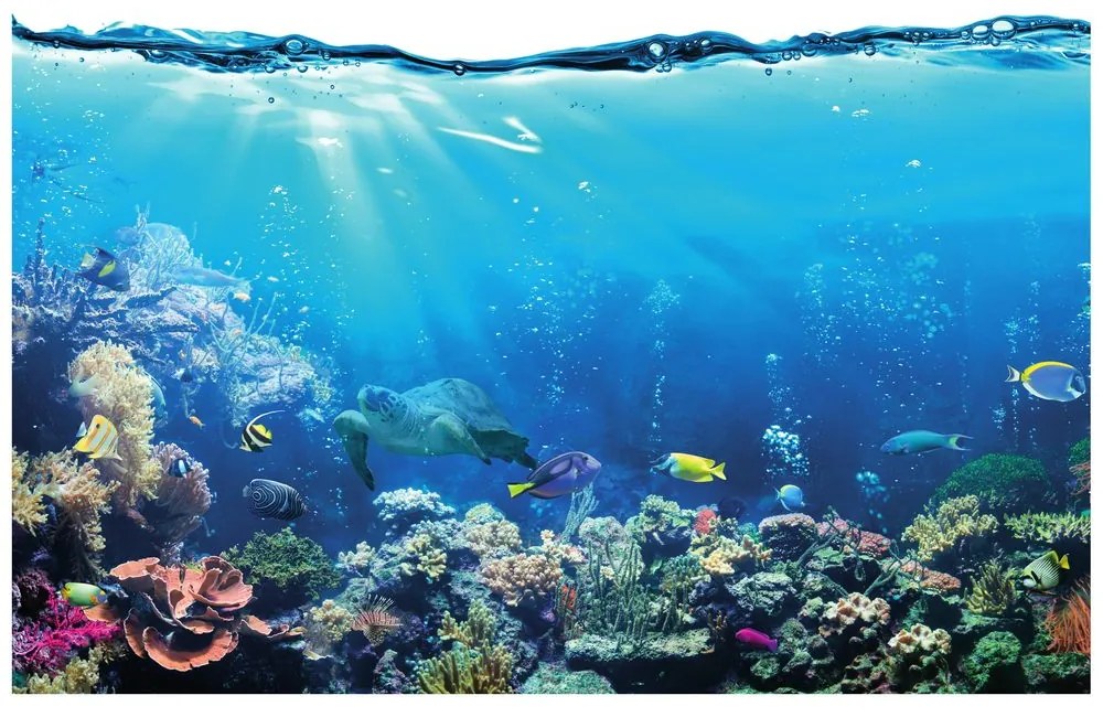 Carta da parati – Pesci tropicali