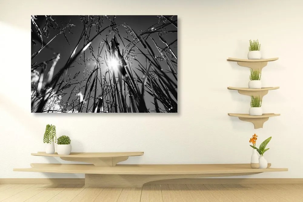 Quadro su tela – Erba di campo in bianco e nero