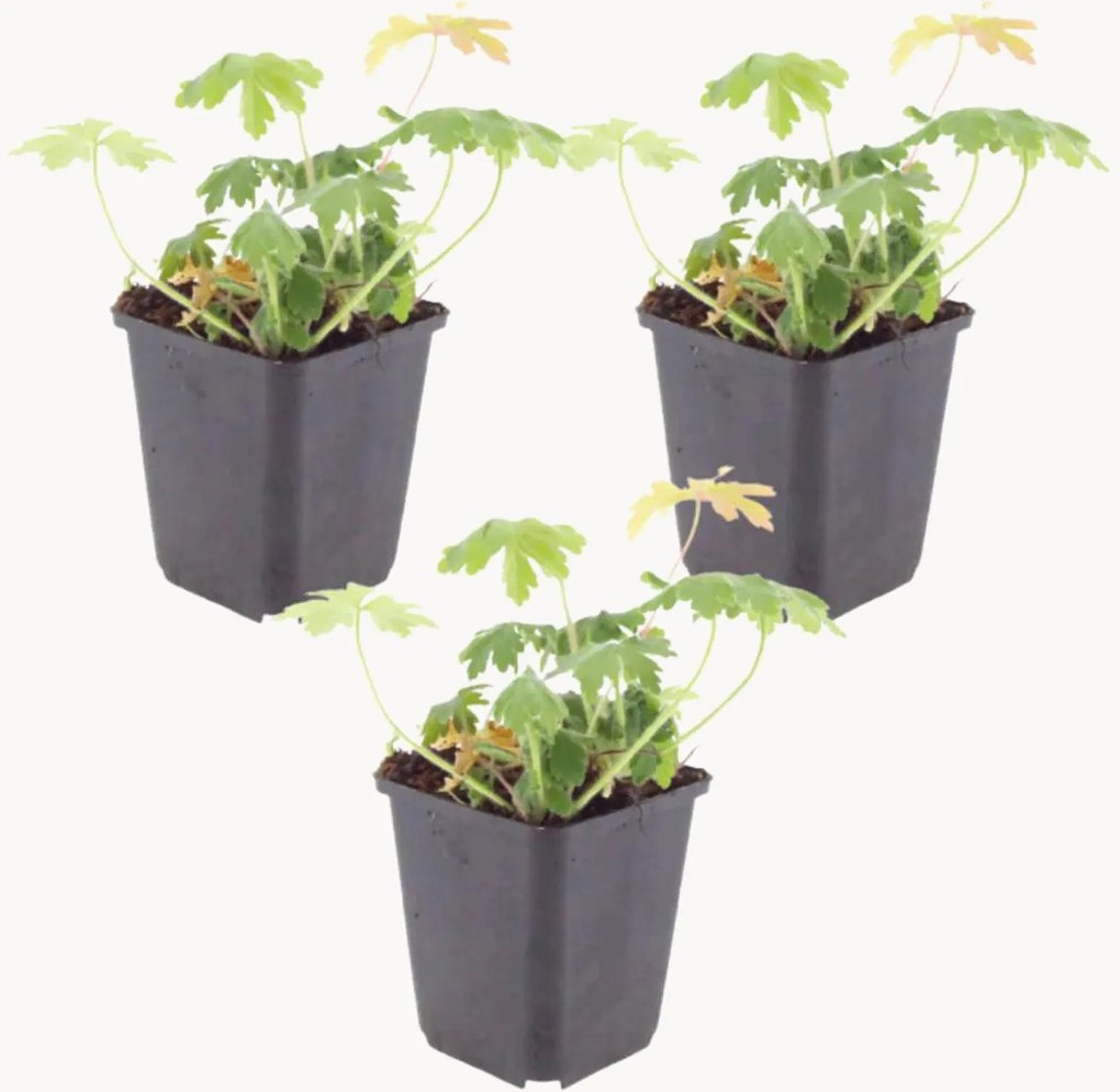 Set di 3 piante vere Geranio macrorrizo Bevans Variety