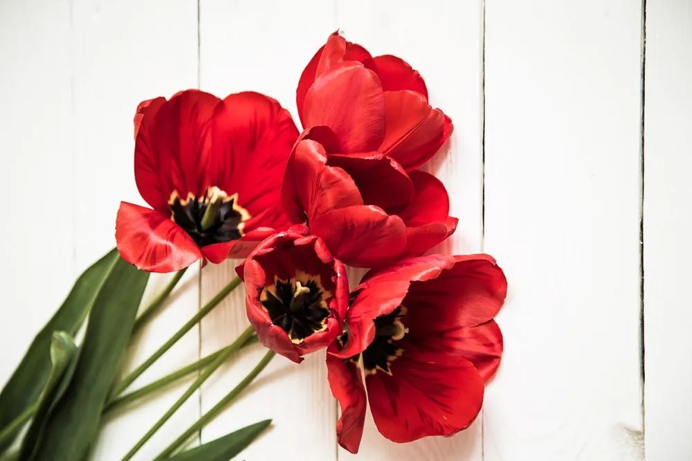 Carta da parati – Tulipani rossi in fiore