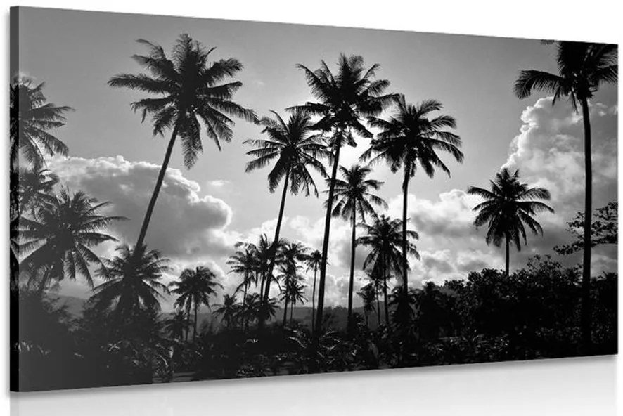 Stampa su tela – Palme di cocco sulla spiaggia in bianco e nero