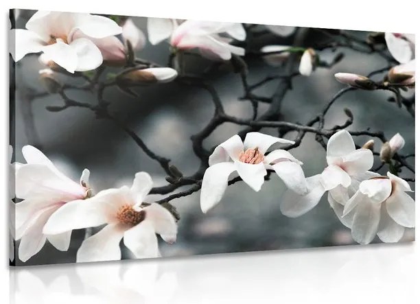 Quadro su tela – Magnolia che si risveglia