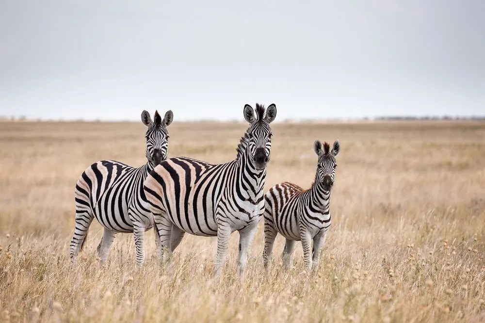 Carta da parati autoadesiva – Tre zebre nella savana