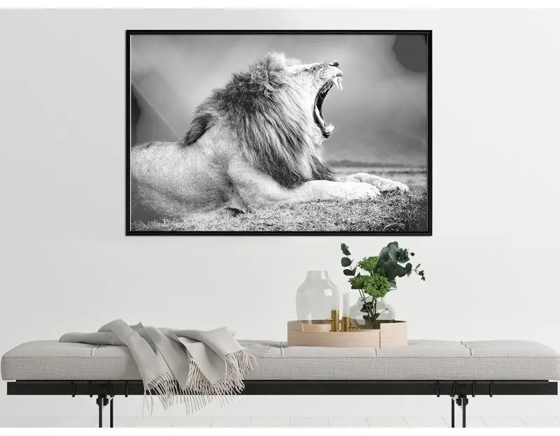 Poster Yawning Lion