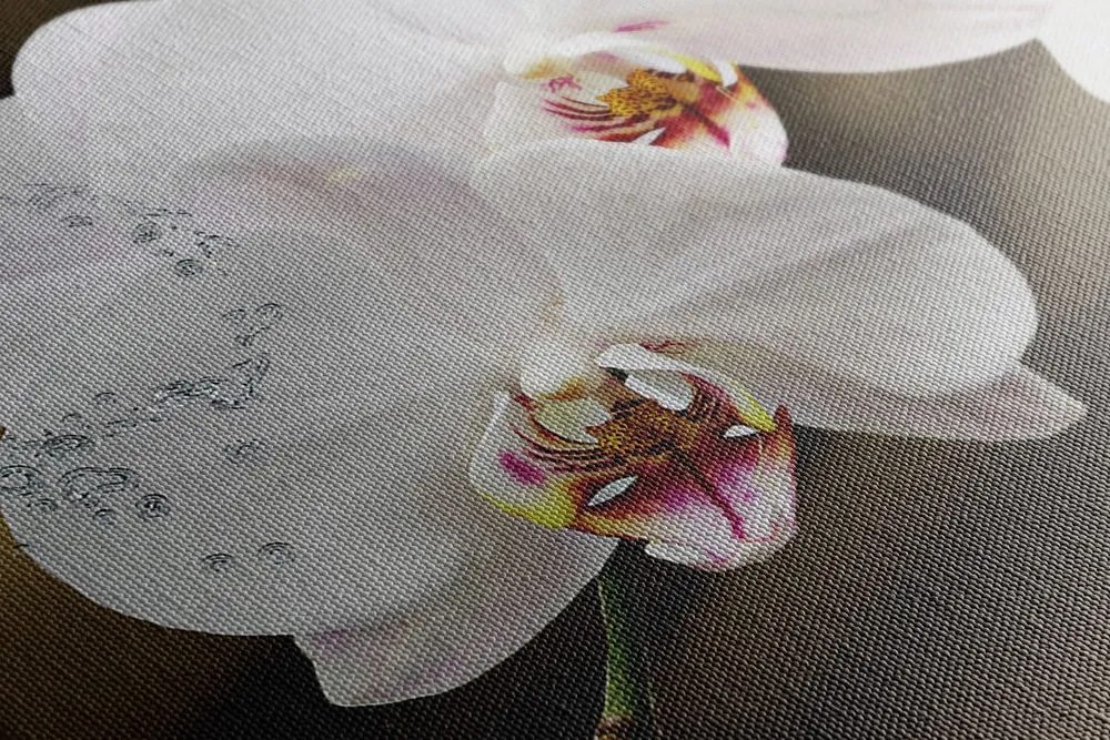 Quadro su tela – Orchidea e farfalla