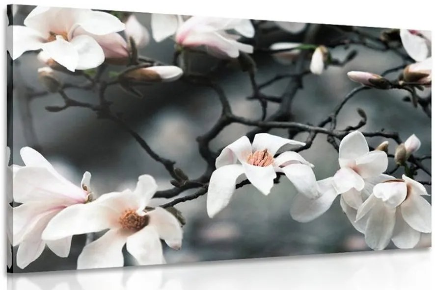 Quadro su tela – Magnolia che si risveglia