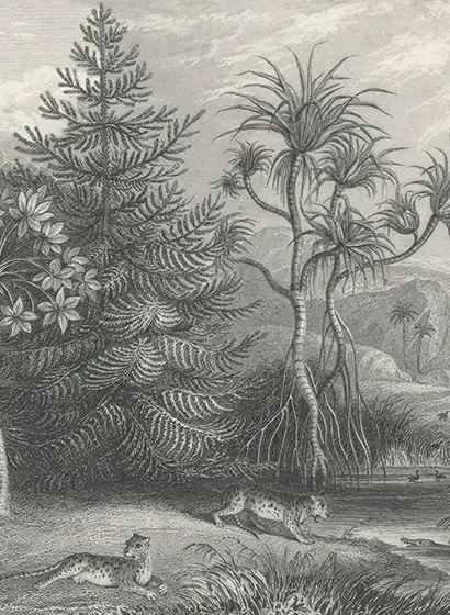 Rebel Walls Carta da parati panoramica Jungle Land Vintage - Teil A