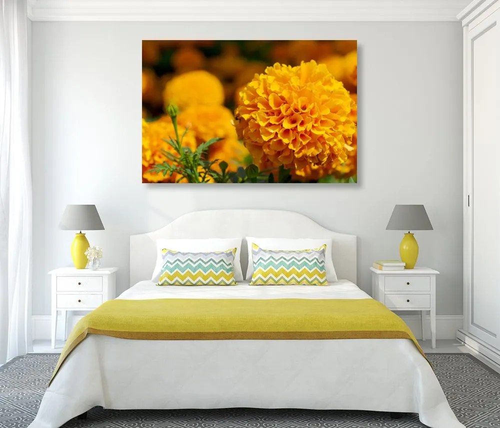 Quadro su tela – Calendula azteca