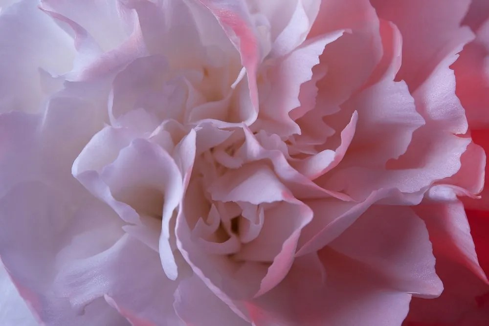 Quadro su tela – Petali di garofano