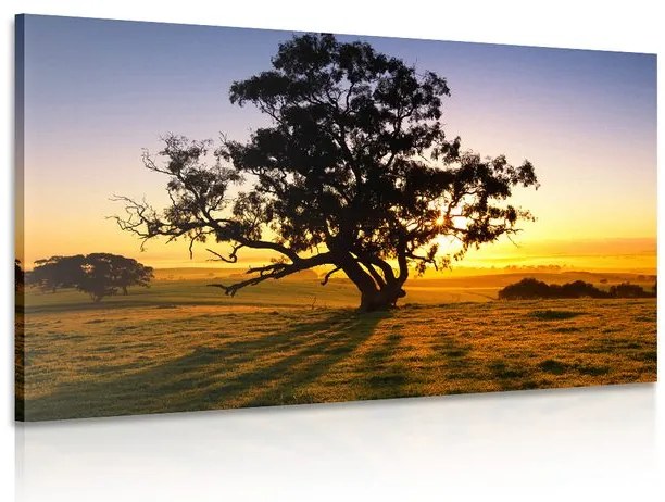 Quadro su tela – Albero solitario al tramonto