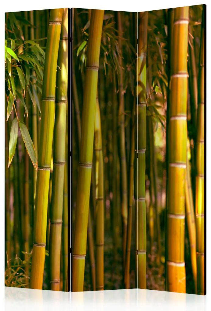 Paravento design Foresta al tramonto - paesaggio naturale della foresta di bambù verde