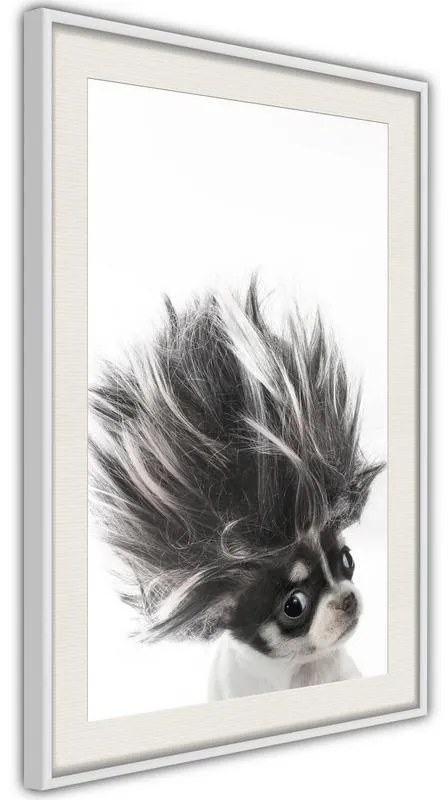 Poster  Funny Chihuahua  Cornice Quadri Cornice nera con pass-partout, Larghezza x Altezza Home decor 20x30