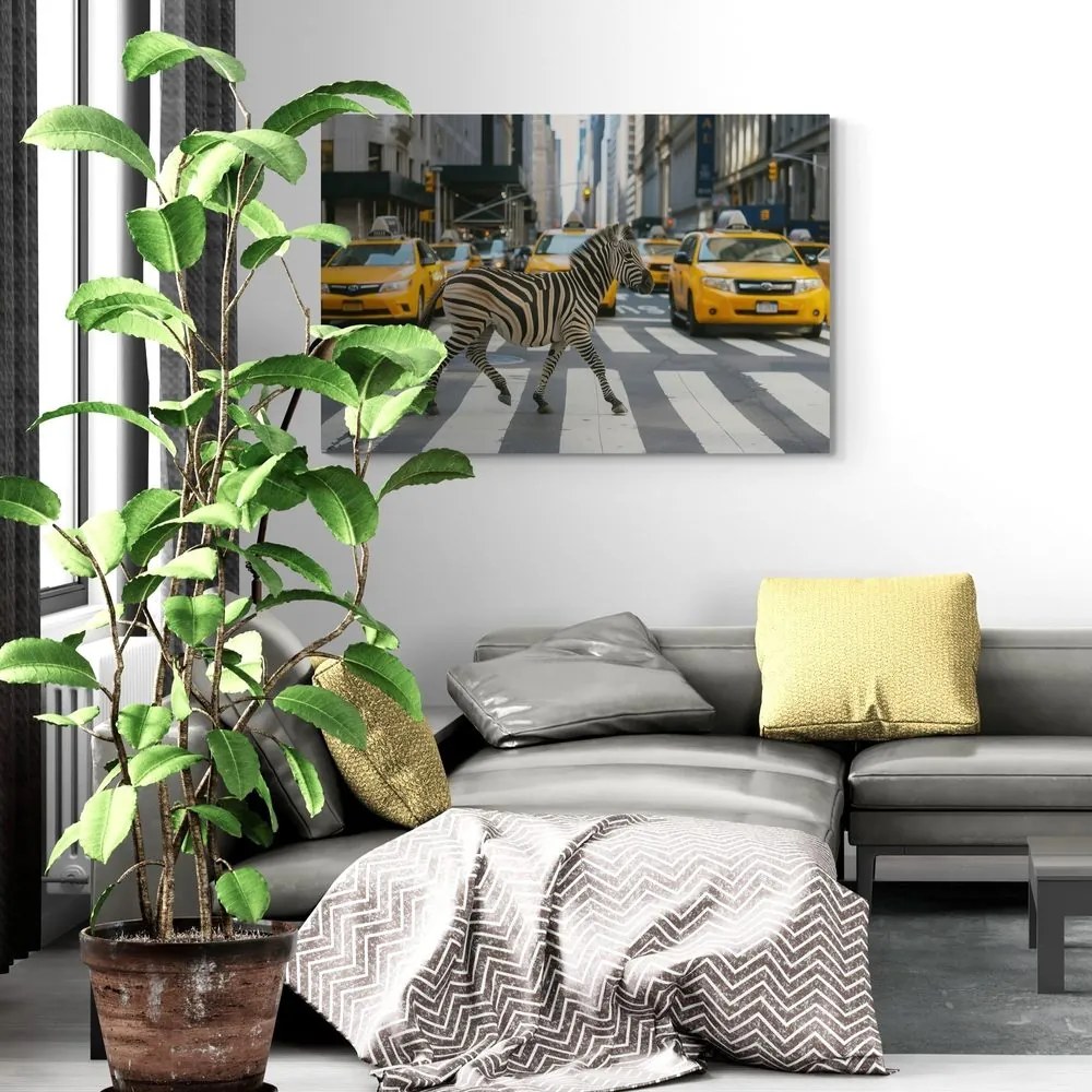 Quadro su tela – Zebra a New York