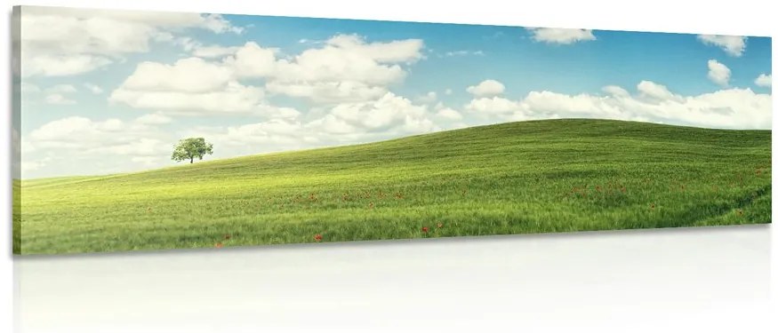 Quadro su tela – Splendido giorno sul prato