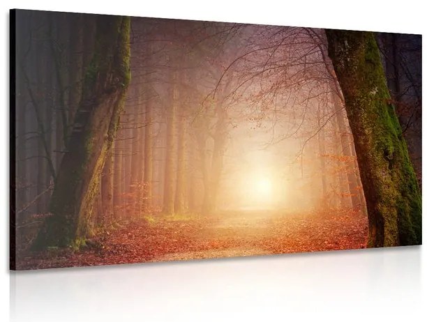 Quadro su tela – Foresta in colori fiabeschi