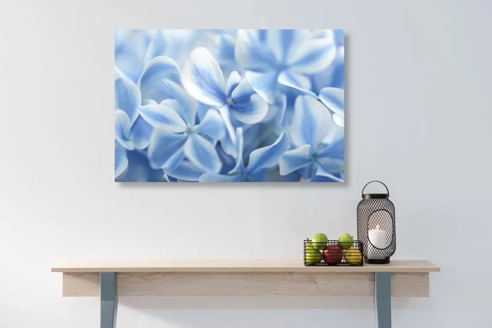 Quadro su tela – Fiori di ortensia in tonalità blu-bianco