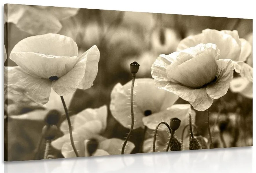 Quadro su tela – Campo di papaveri selvatici in versione seppia
