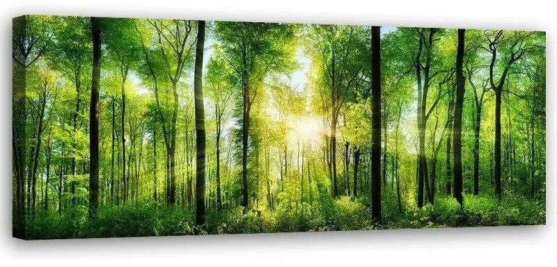 Quadro su tela, Paesaggio Foresta Verde Natura  Dimensioni 120x40