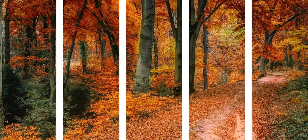 Quadri 5 pezzi – Foresta in autunno