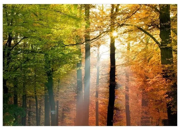 Fotomurale adesivo  Forest Colours  Larghezza x Altezza Home decor 343x245