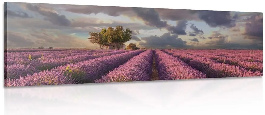 Stampa su tela – Terra dei campi di lavanda