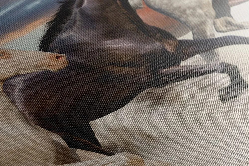 Stampa su tela – Branco di cavalli