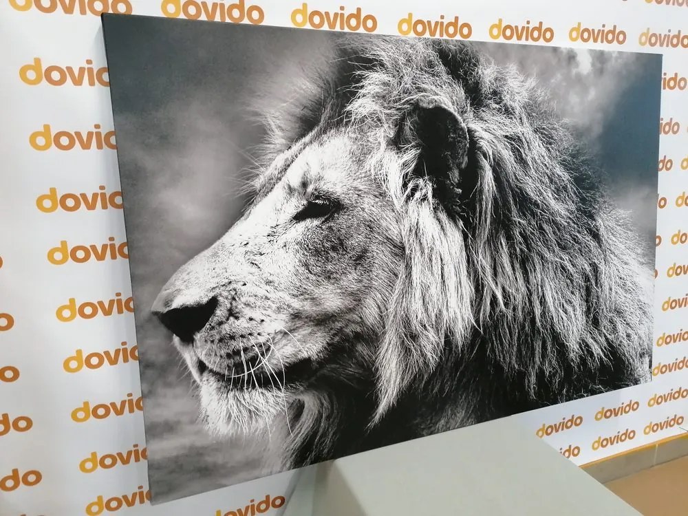 Quadro su tela – Leone africano in bianco e nero