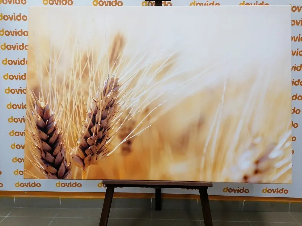 Quadro su tela – Campo di grano