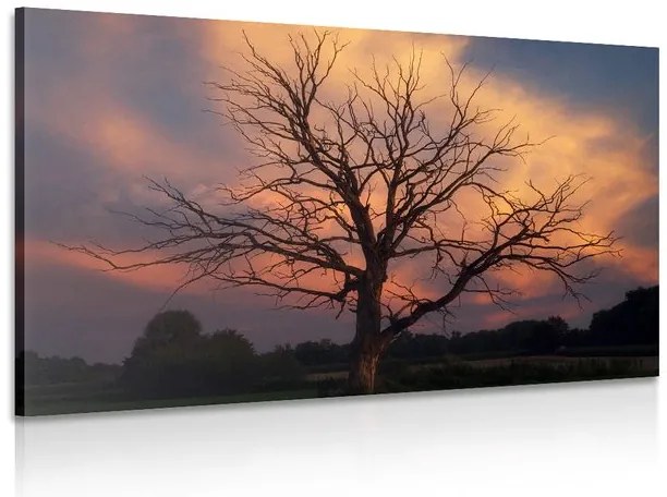 Stampa su tela – Splendido albero sul prato