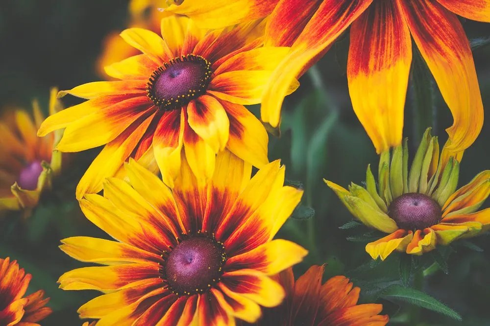 Carta da parati – Fiori bicolori