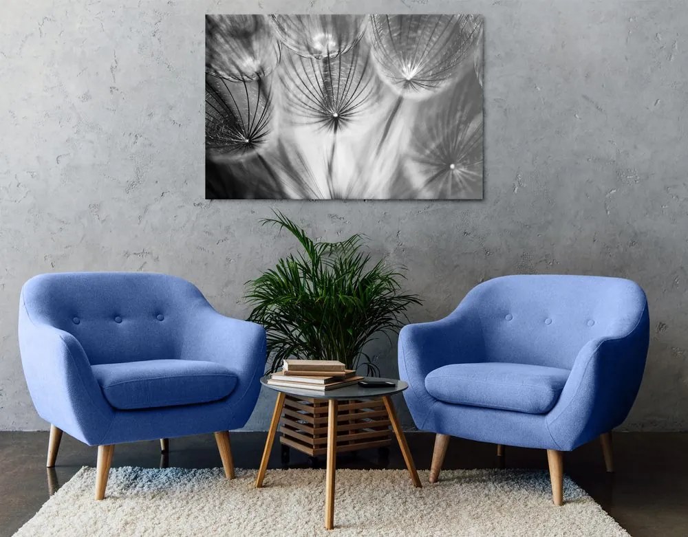 Quadro su tela – Soffione in bianco e nero