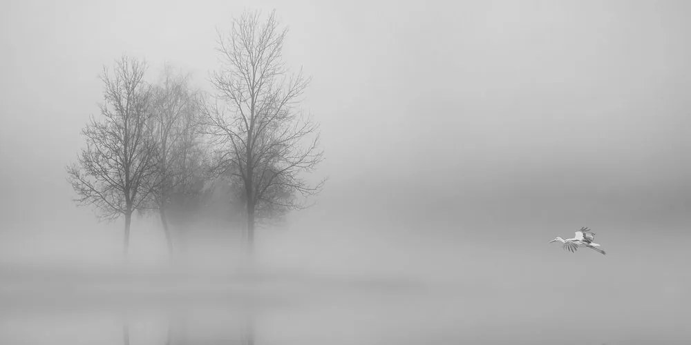 Quadro su tela – Alberi nella nebbia in bianco e nero