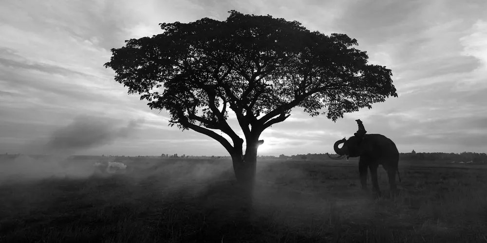 Stampa su tela – Elefante all'alba in bianco e nero