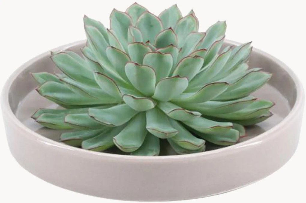 Pianta vera succulenta Echeveria Pulidonis