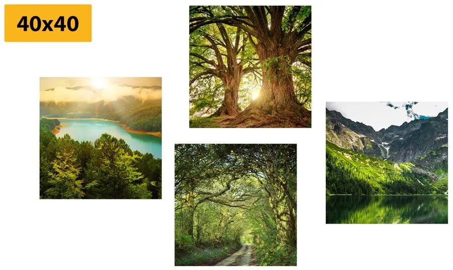 Set di quadri – Splendida natura verde