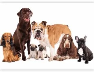 Carta da Parati Cani  Accucciati Standard 200x140