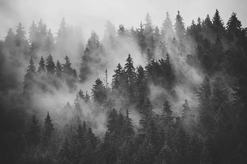 Carta da parati – Foresta nella nebbia in bianco e nero