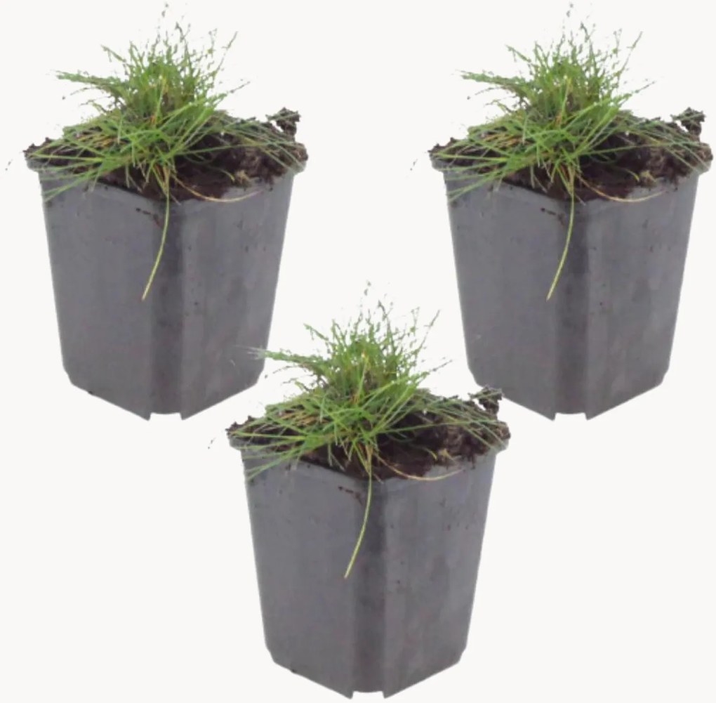 Set di 3 piante vere Bearskin Fescue Festuca gautieri