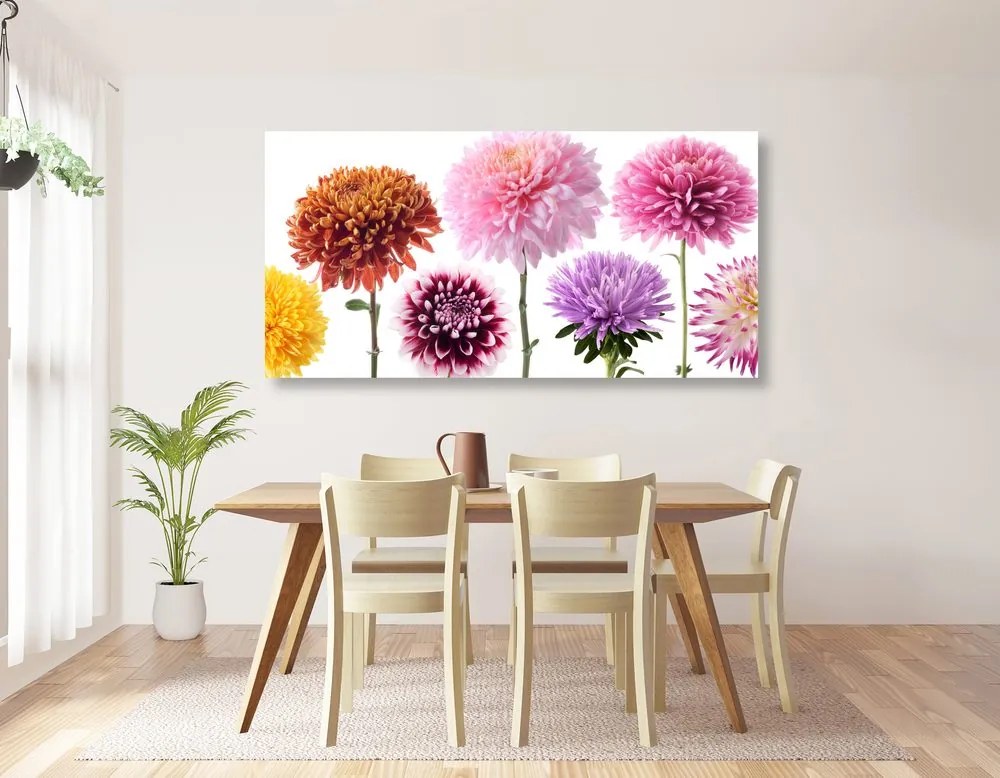 Quadro su tela – Fiori di dalia in design variegato