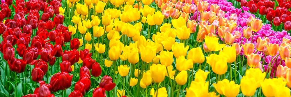 Stampa su tela – Giardino pieno di tulipani