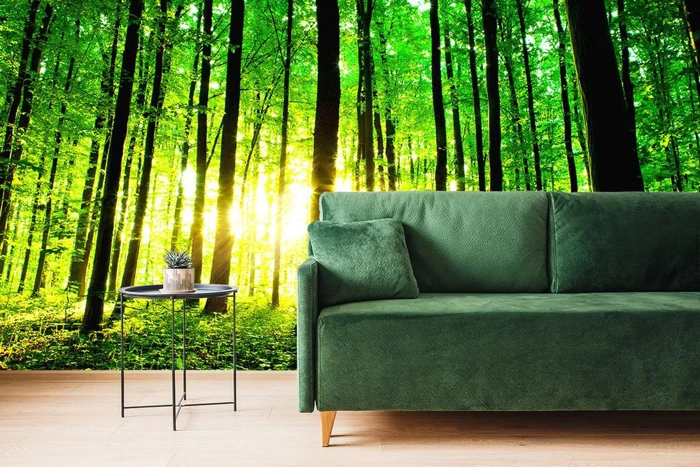 Carta da parati – Freschezza della foresta