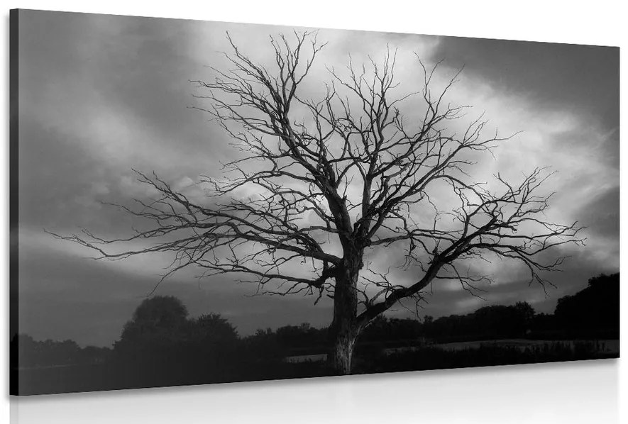 Quadro su tela – Albero sul prato in bianco e nero